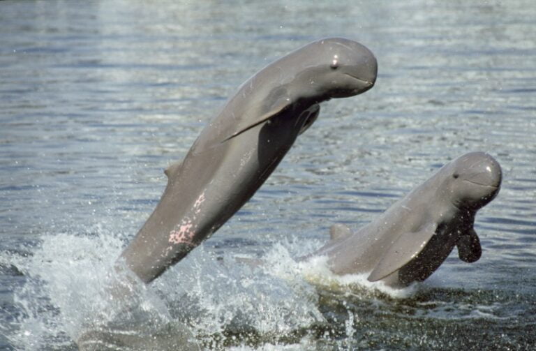 Irrawaddy Dolphins (Orcaella brevirostris) jumping from water. Captive, Thailand.