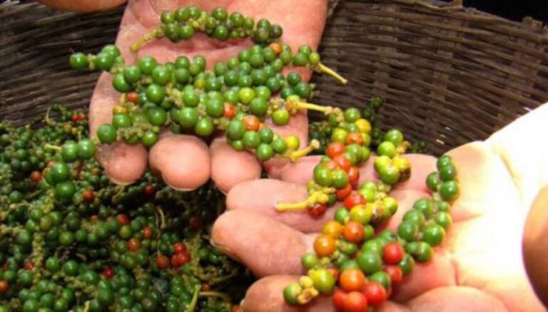 kampot green pepper